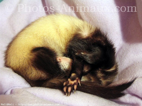 Photo de Furet