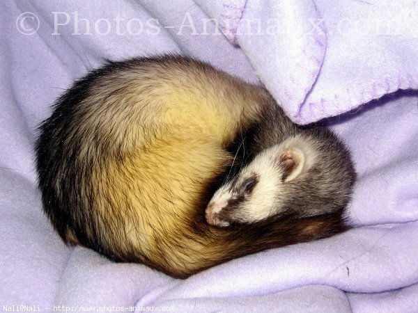 Photo de Furet