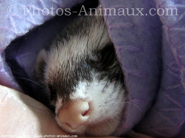 Photo de Furet