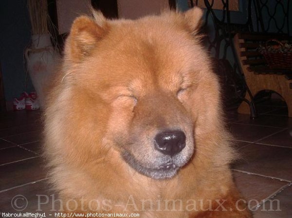 Photo de Chow chow