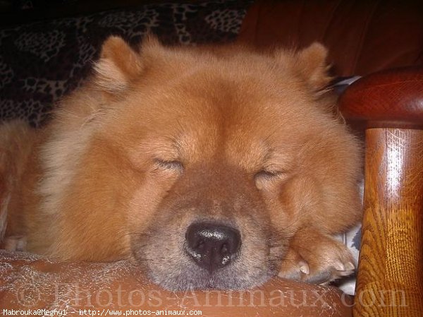 Photo de Chow chow