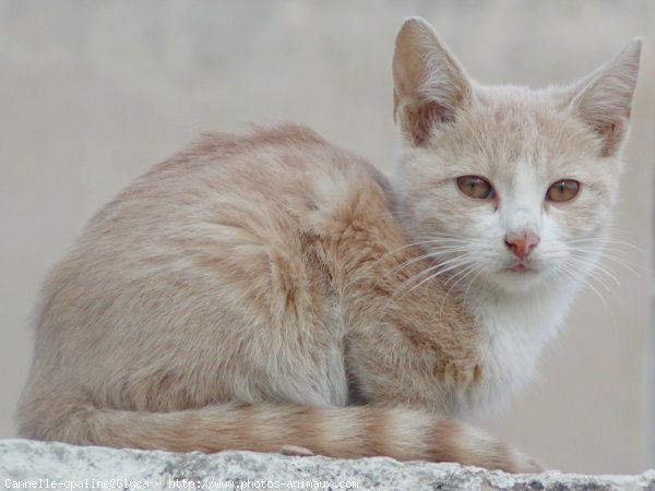 Photo de Chat domestique