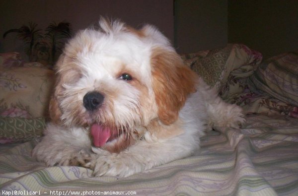 Photo de Lhassa apso