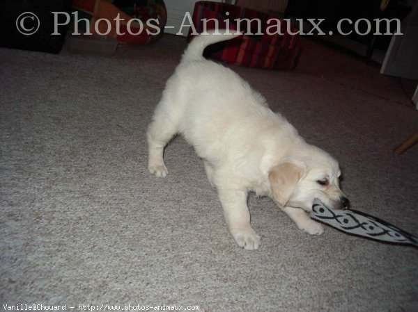 Photo de Golden retriever