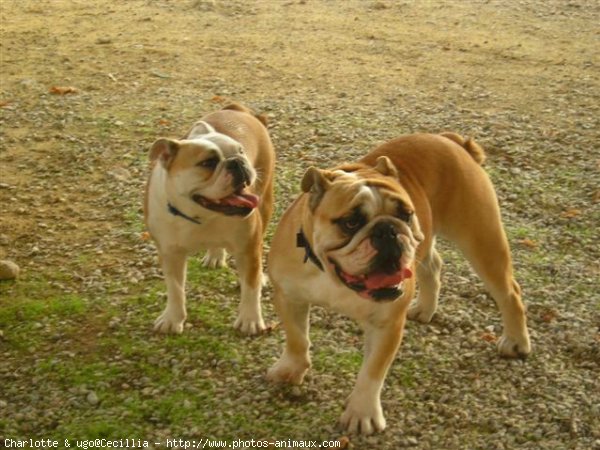 Photo de Bulldog