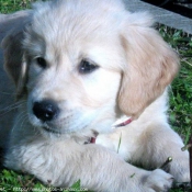 Photo de Golden retriever