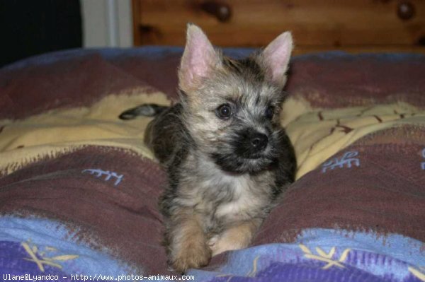 Photo de Cairn terrier