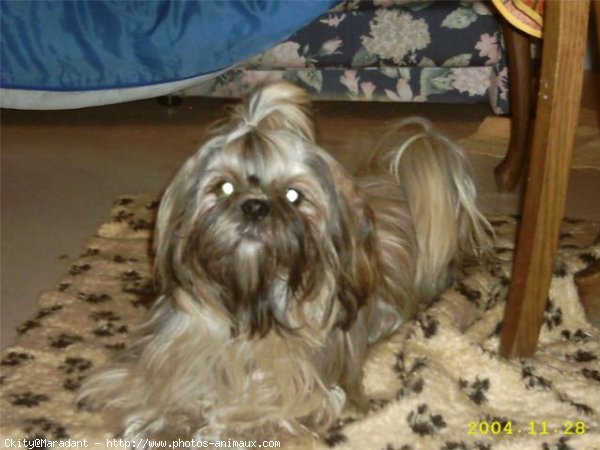 Photo de Shih tzu