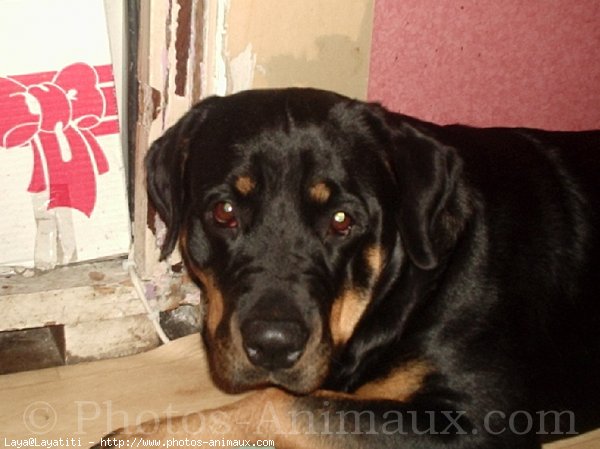 Photo de Rottweiler