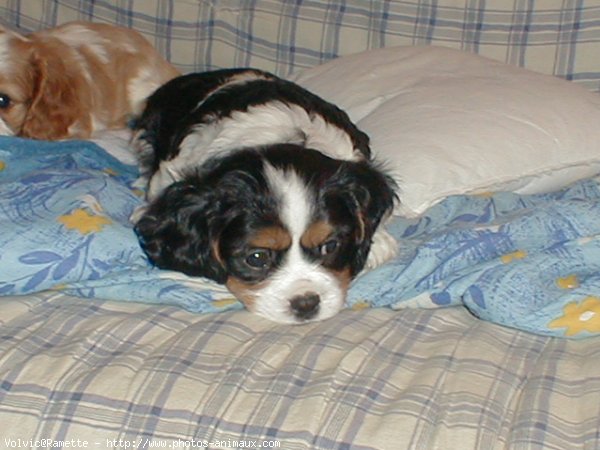 Photo de Cavalier king charles spaniel