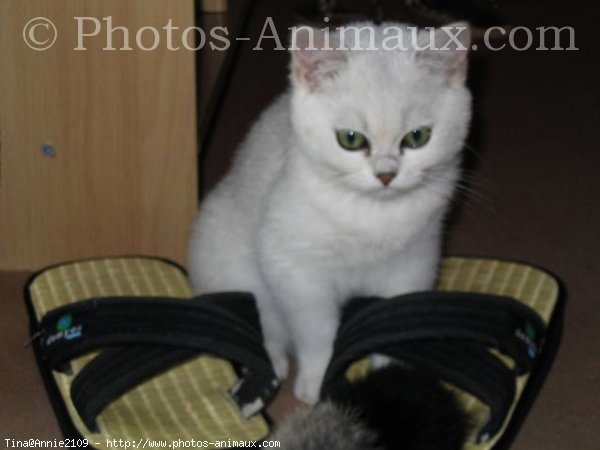 Photo de British shorthair