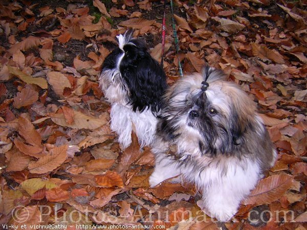 Photo de Shih tzu