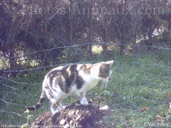 Photo de Chat domestique