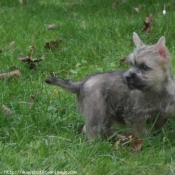 Photo de Cairn terrier