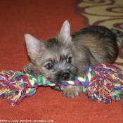 Photo de Cairn terrier