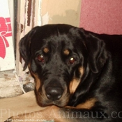 Photo de Rottweiler