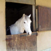 Photo de Poney franais de selle