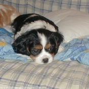 Photo de Cavalier king charles spaniel