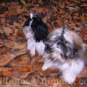 Photo de Shih tzu