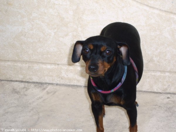 Photo de Pinscher nain