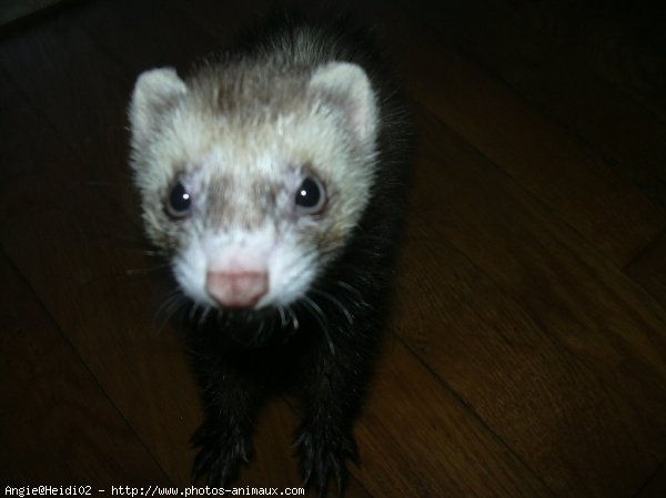 Photo de Furet