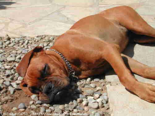 Photo de Boxer