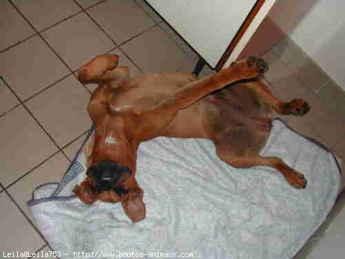 Photo de Boxer