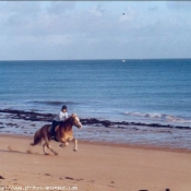 Photo de Haflinger