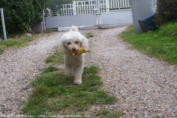 Photo de Caniche moyen