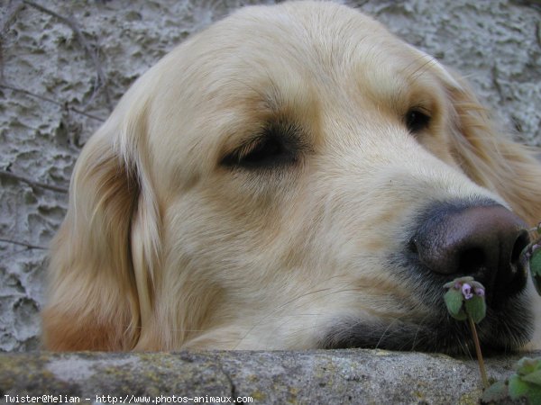 Photo de Golden retriever