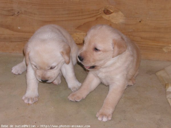 Photo de Labrador retriever