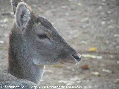 Photo de Biche