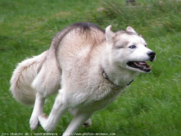 Photo de Husky siberien