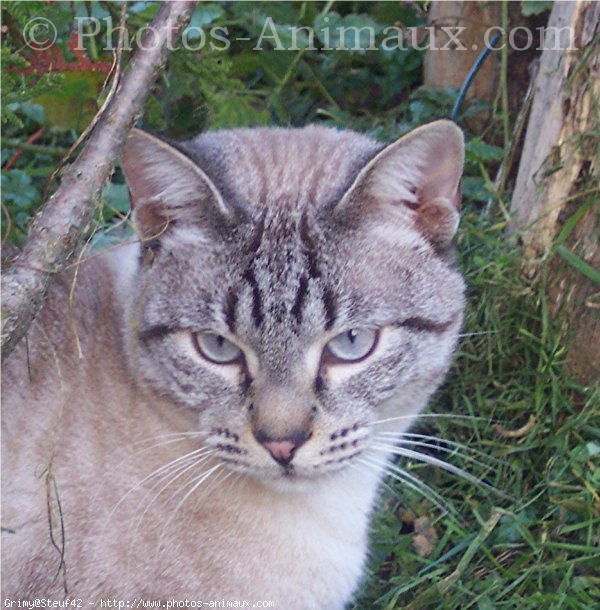 Photo de Chat domestique