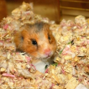 Photo de Hamster