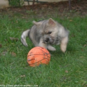 Photo de Cairn terrier