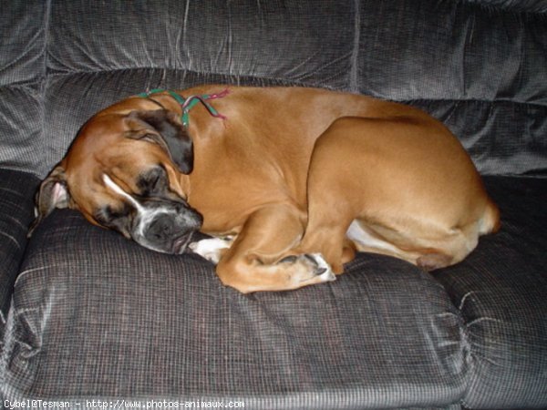 Photo de Boxer