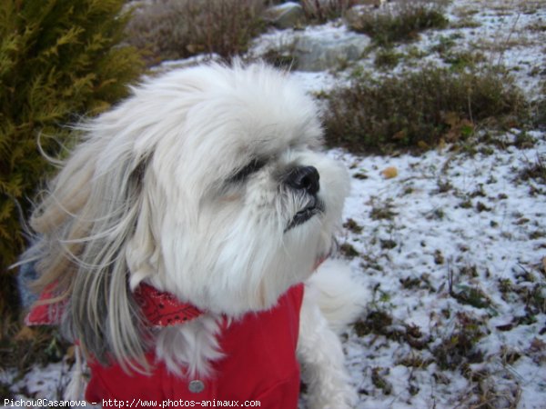 Photo de Shih tzu