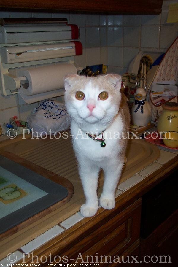 Photo de Scottish fold