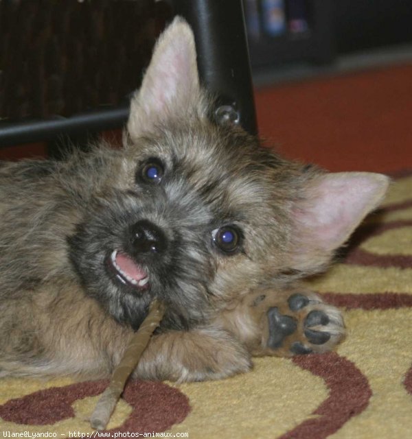 Photo de Cairn terrier