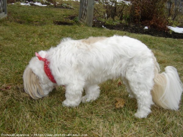 Photo de Shih tzu