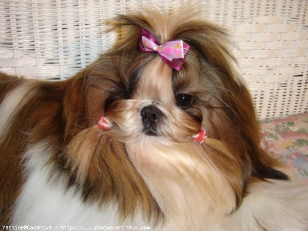 Photo de Shih tzu