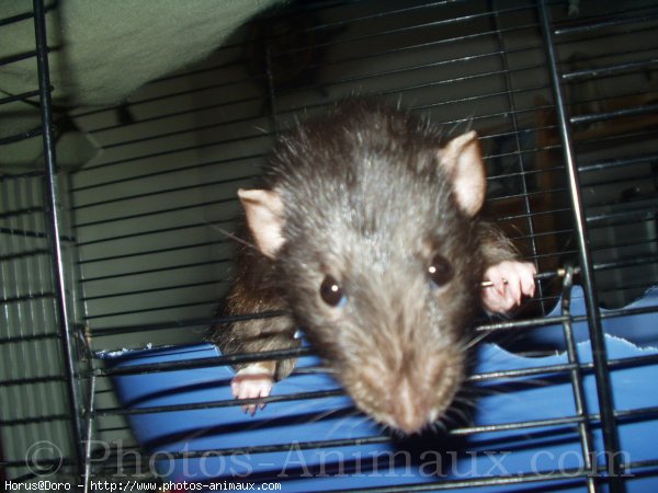 Photo de Rat