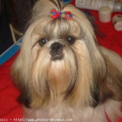 Photo de Shih tzu