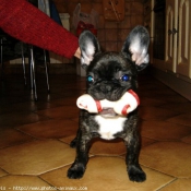 Photo de Bouledogue franais