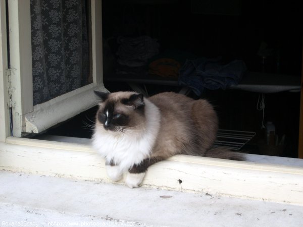 Photo de Ragdoll