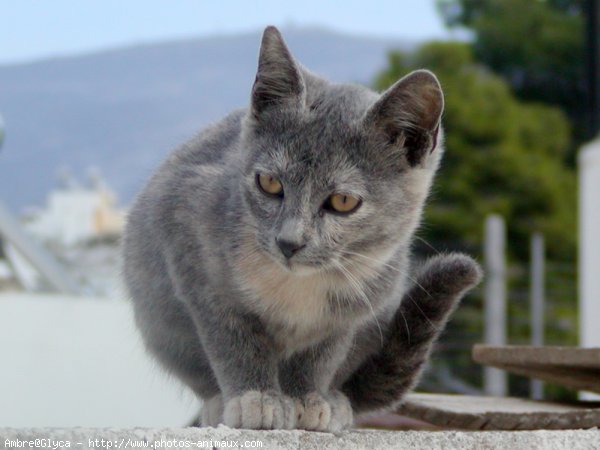 Photo de Chat domestique