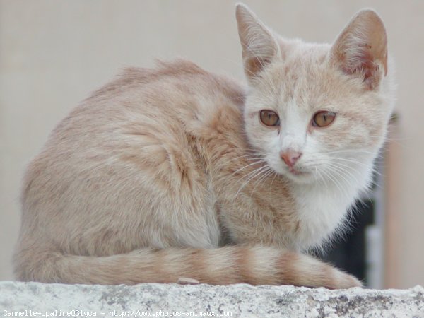 Photo de Chat domestique