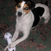 Photo de Jack russell terrier