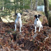 Photo de Parson russell terrier